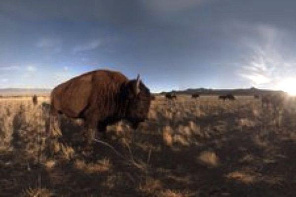 Seeing American Bison in Virtual Reality